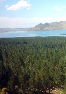 Plantación forestal de Repsol YPF en Alicura, Neuquén. OPS