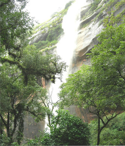 Calilegua
